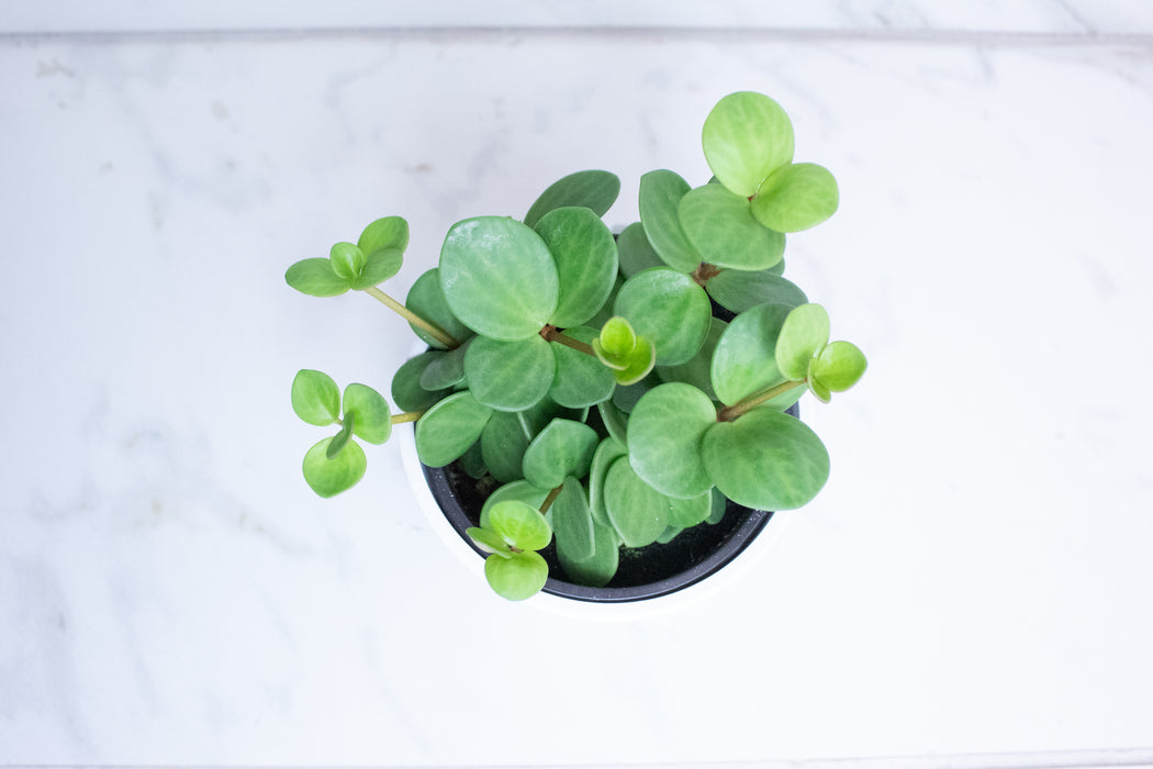 Peperomia Hope, 4" Plant