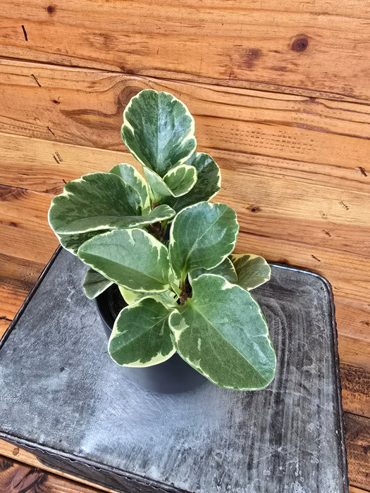 Peperomia Obtusifolia Variegated, 4" Plant