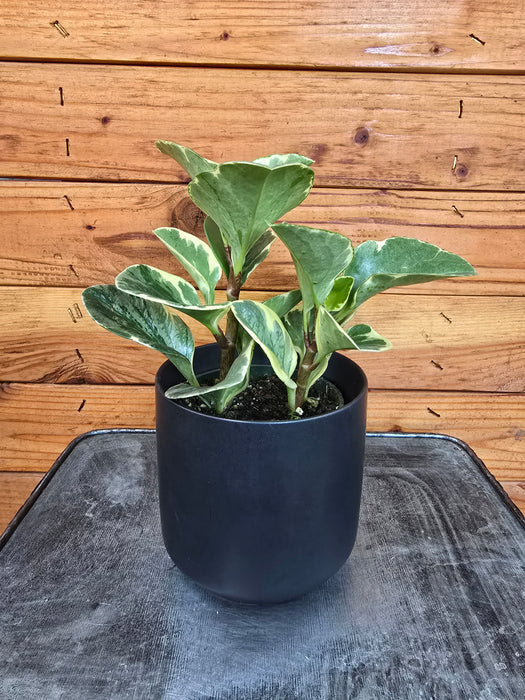 Peperomia Obtusifolia Variegated, 4" Plant