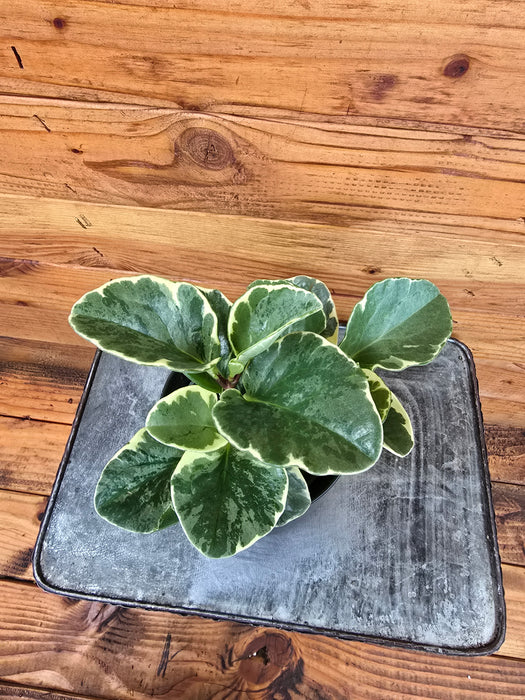 Peperomia Obtusifolia Variegated, 4" Plant