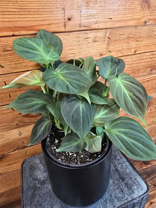 Philodendron Camposportoanum, 6" Plant