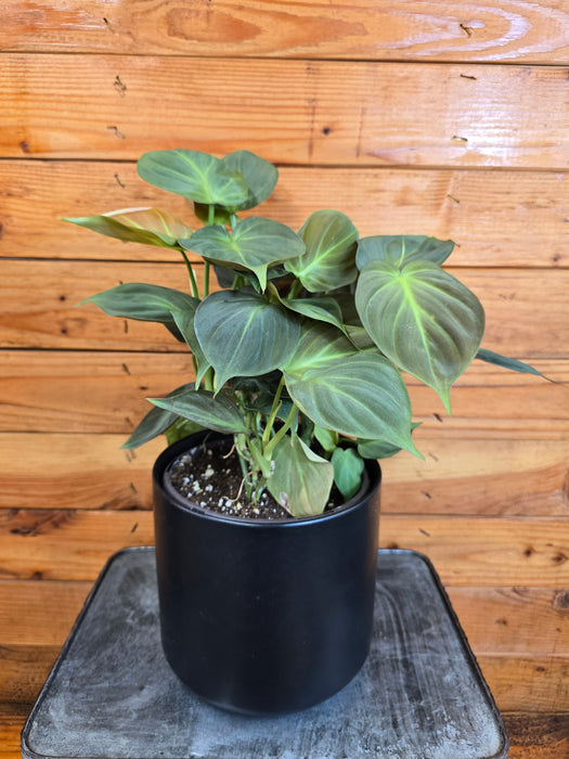 Philodendron Camposportoanum, 6" Plant