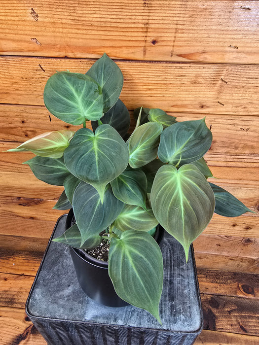 Philodendron Camposportoanum, 6" Plant