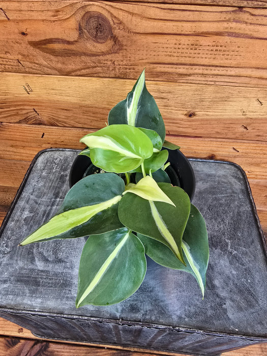 Philodendron Cordatum Silver Stripe, 4" Plant