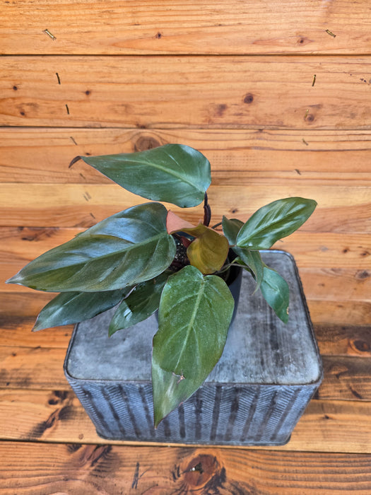 Philodendron Dark Lord, 4" Plant