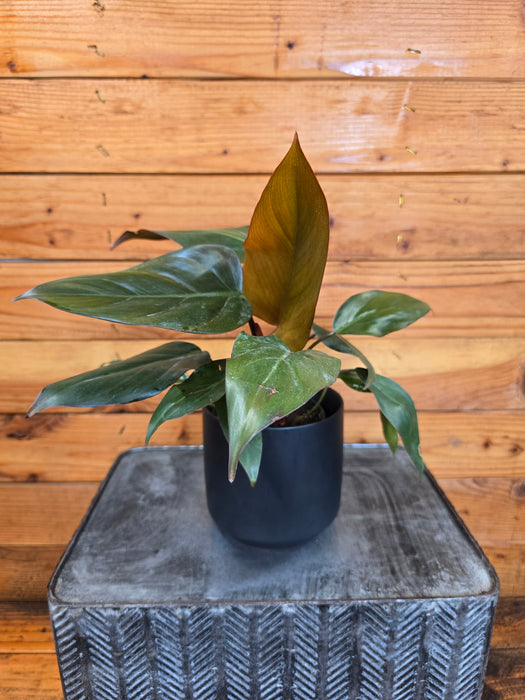 Philodendron Dark Lord, 4" Plant