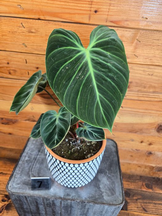 Philodendron El Choco Red - Pick Your Plant, 6" Plant