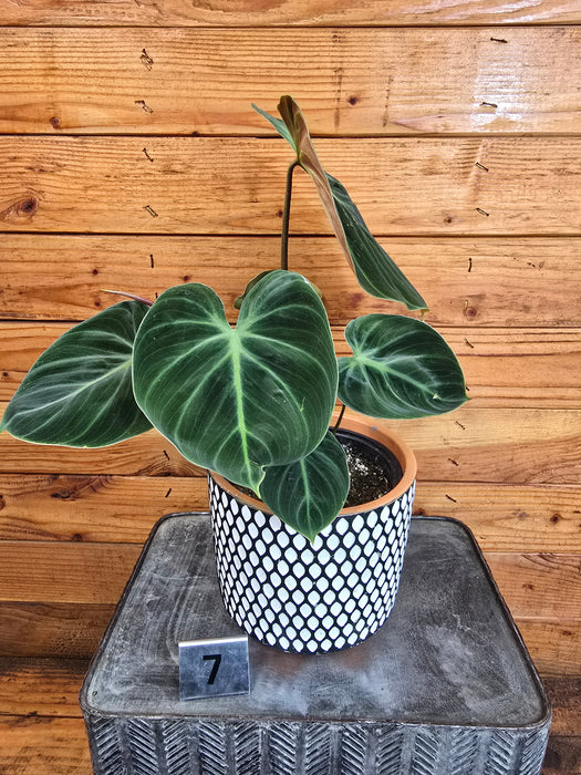 Philodendron El Choco Red - Pick Your Plant, 6" Plant