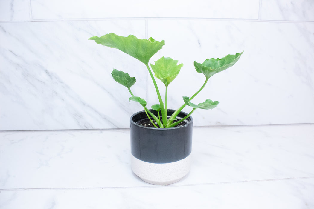 Philodendron Hope, 4" Plant