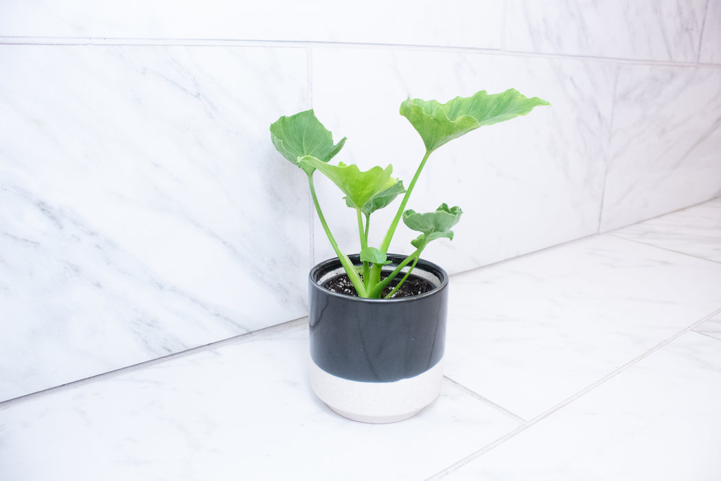 Philodendron Hope, 4" Plant
