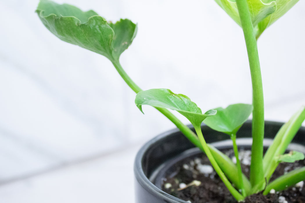 Philodendron Hope, 4" Plant