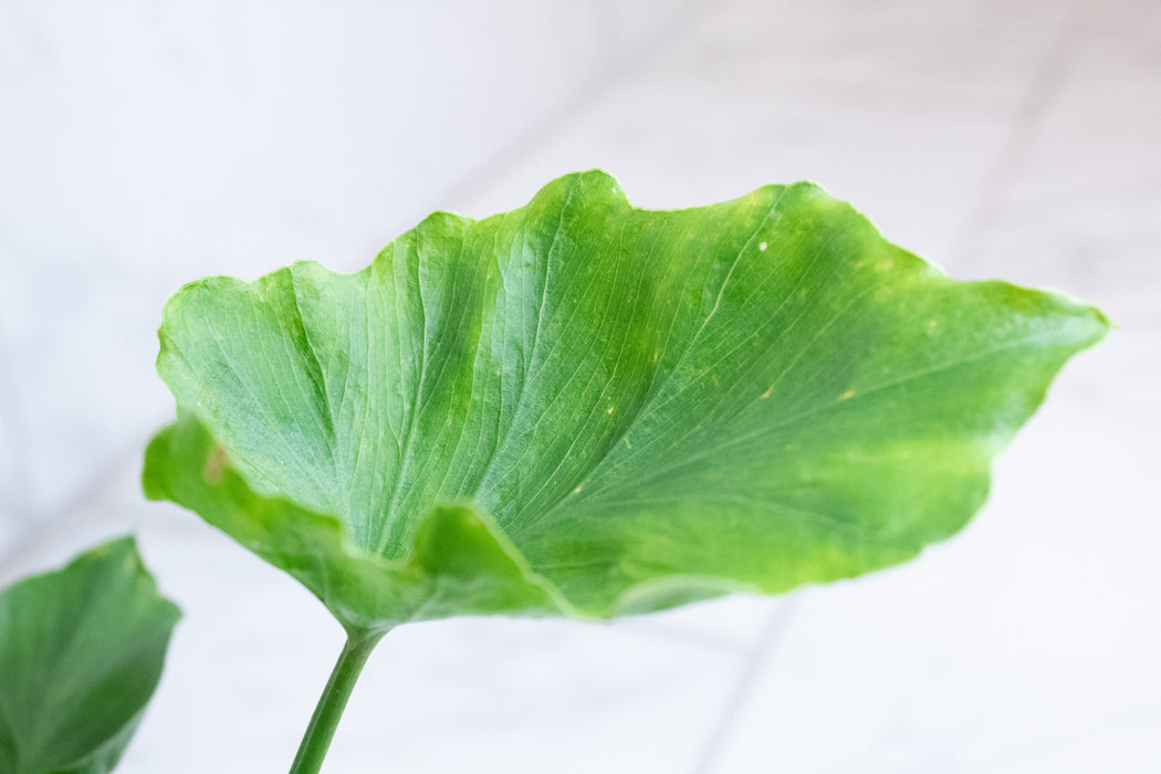Philodendron Hope, 4" Plant