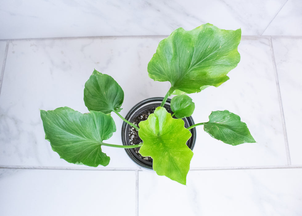 Philodendron Hope, 4" Plant