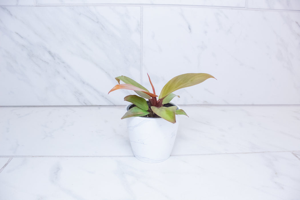 Philodendron McColley's Finale, 4" Plant