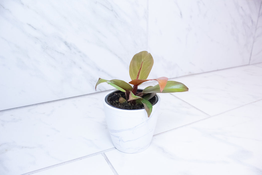 Philodendron McColley's Finale, 4" Plant