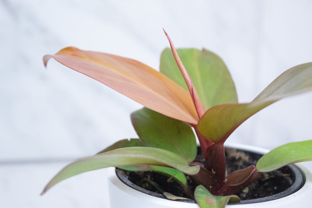 Philodendron McColley's Finale, 4" Plant