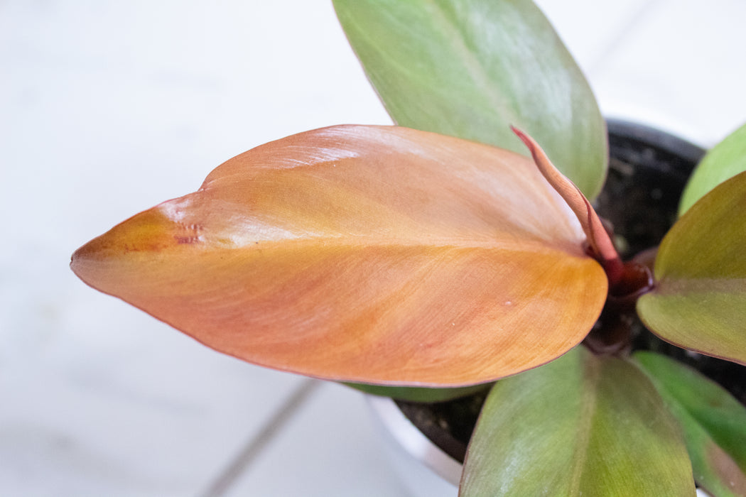 Philodendron McColley's Finale, 4" Plant