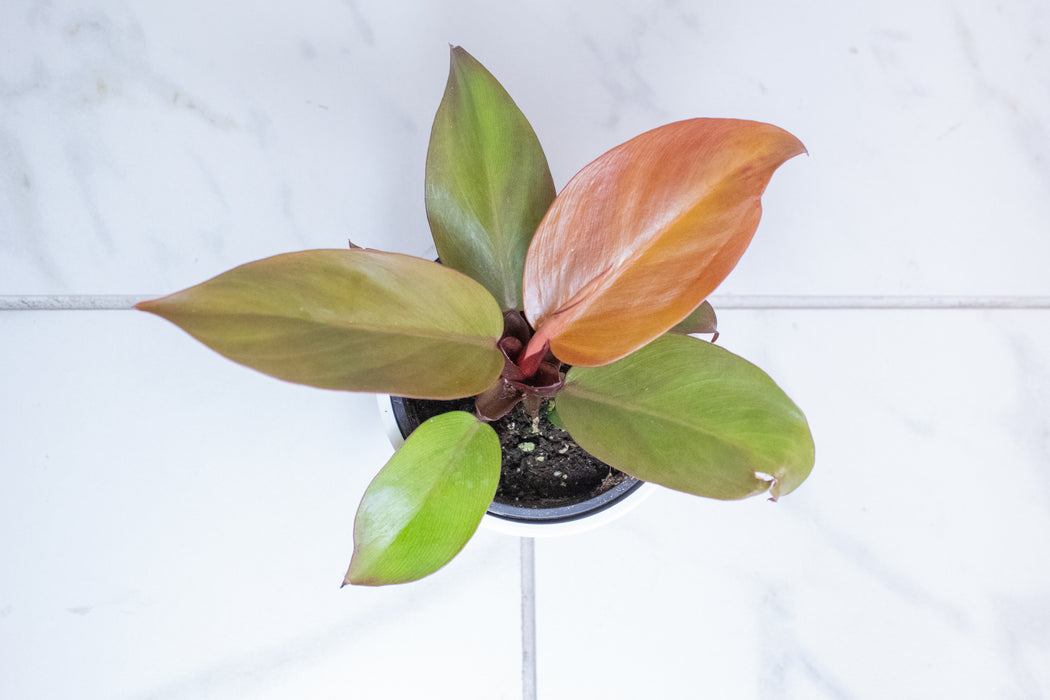 Philodendron McColley's Finale, 4" Plant
