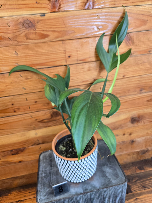 Philodendron Panduriforme - Pick Your Plant, 6" Plant