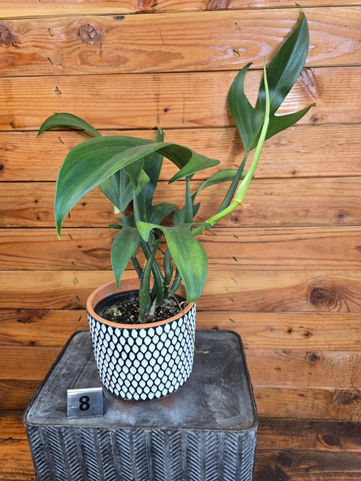 Philodendron Panduriforme - Pick Your Plant, 6" Plant