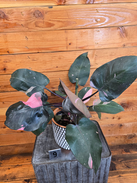 Philodendron Pink Princess - Pick Your Plant, 6" Plant