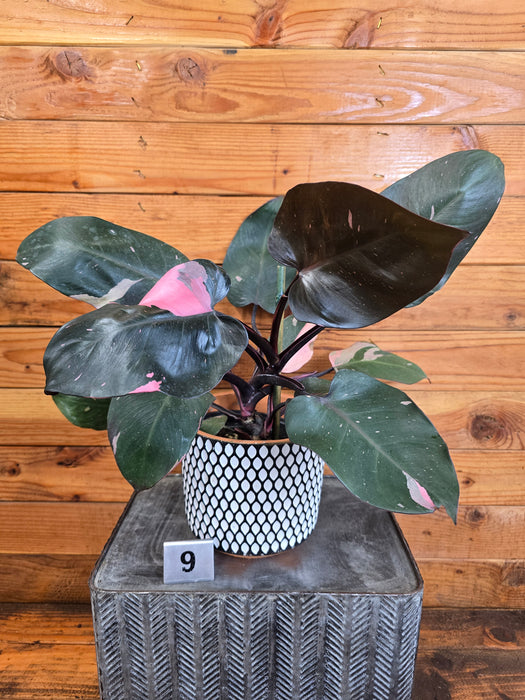 Philodendron Pink Princess - Pick Your Plant, 6" Plant