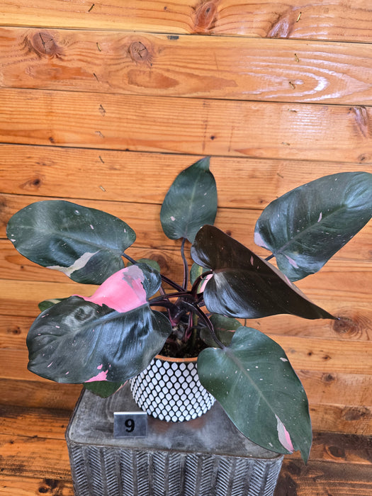 Philodendron Pink Princess - Pick Your Plant, 6" Plant