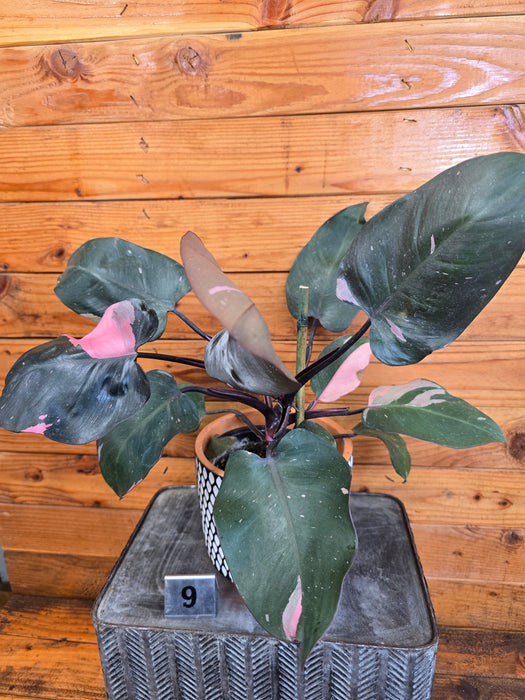 Philodendron Pink Princess - Pick Your Plant, 6" Plant