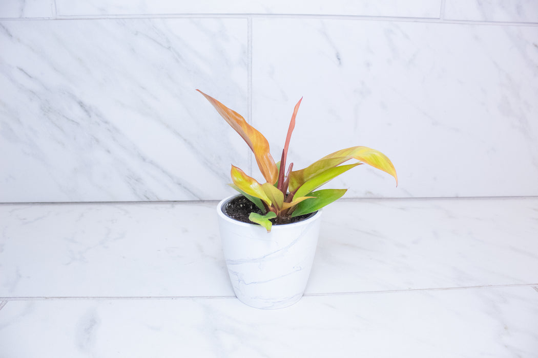 Philodendron Prince of Orange, 4" Plant