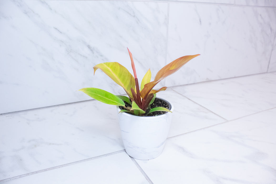 Philodendron Prince of Orange, 4" Plant