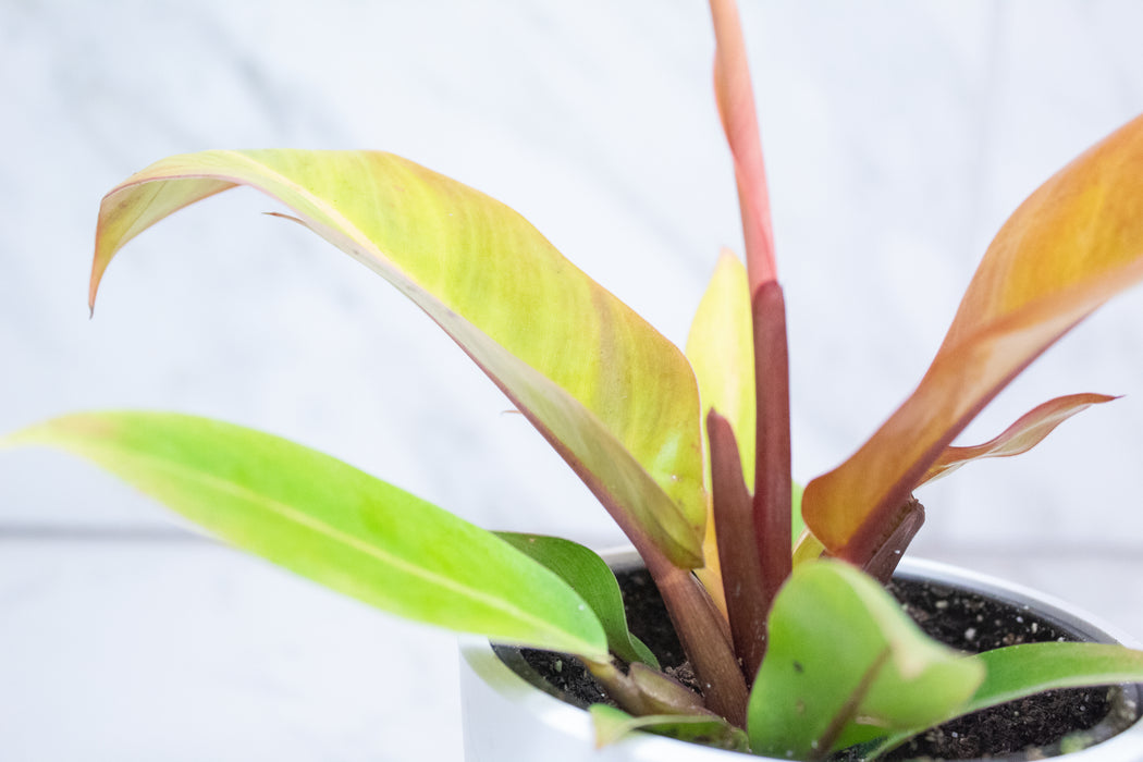 Philodendron Prince of Orange, 4" Plant