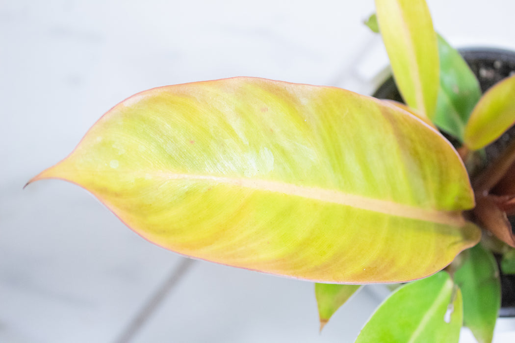 Philodendron Prince of Orange, 4" Plant