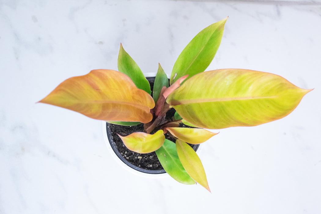 Philodendron Prince of Orange, 4" Plant