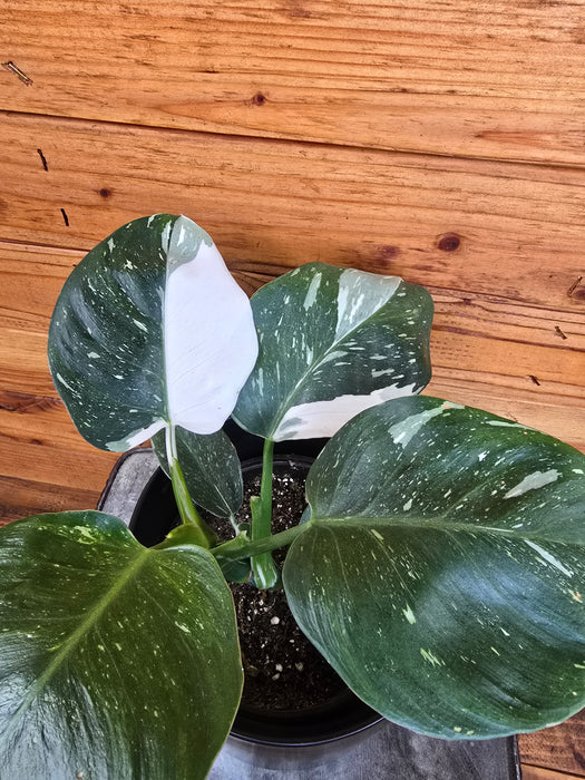 Philodendron Punctata, 6" Plant