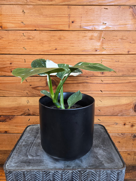 Philodendron Punctata, 6" Plant