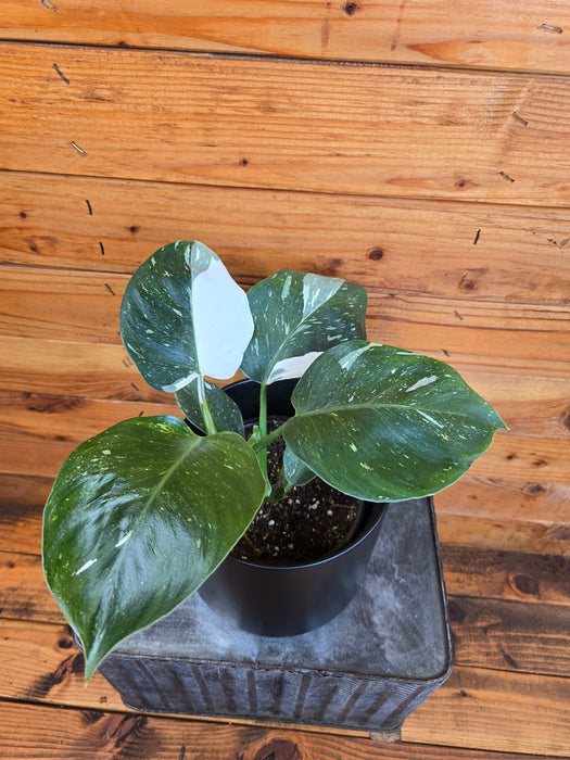 Philodendron Punctata, 6" Plant