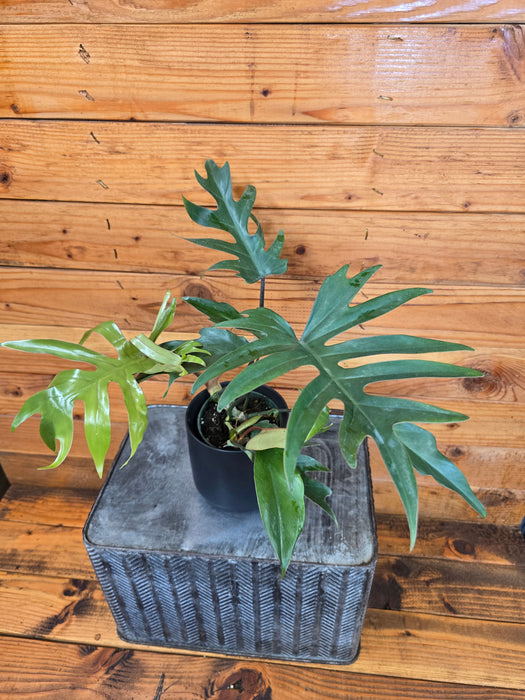 Philodendron Tahiti, 4" Plant