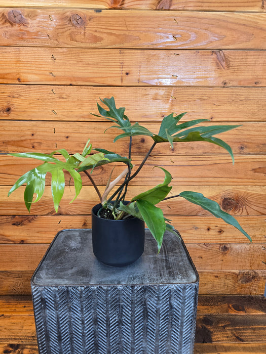 Philodendron Tahiti, 4" Plant