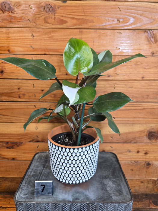 Philodendron White Knight - Pick Your Plant, 6" Plant