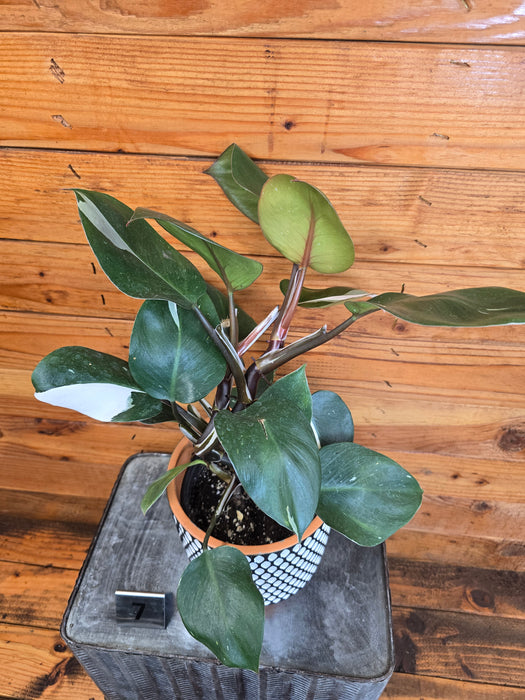 Philodendron White Knight - Pick Your Plant, 6" Plant