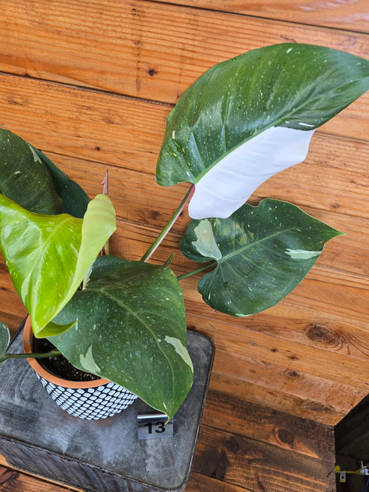 Philodendron White Princess - Pick Your Plant, 6" Plant