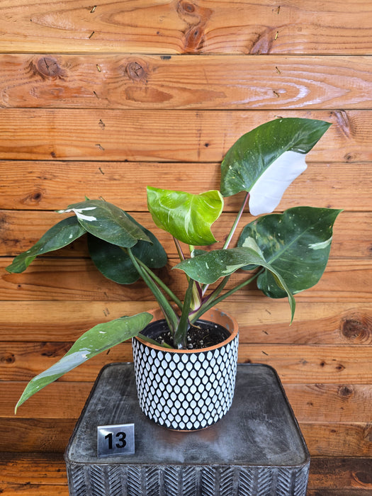 Philodendron White Princess - Pick Your Plant, 6" Plant