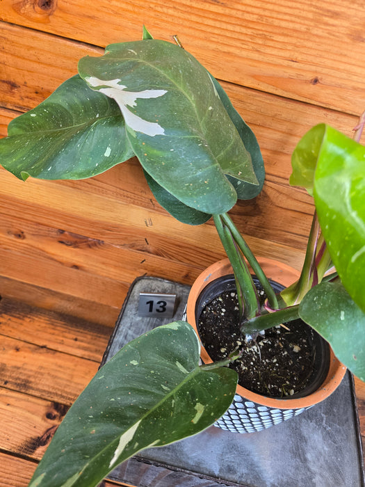 Philodendron White Princess - Pick Your Plant, 6" Plant