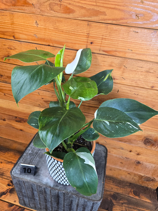 Philodendron White Wizard - Pick Your Plant, 6" Plant