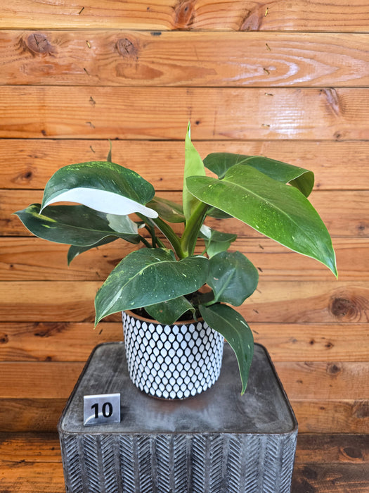 Philodendron White Wizard - Pick Your Plant, 6" Plant