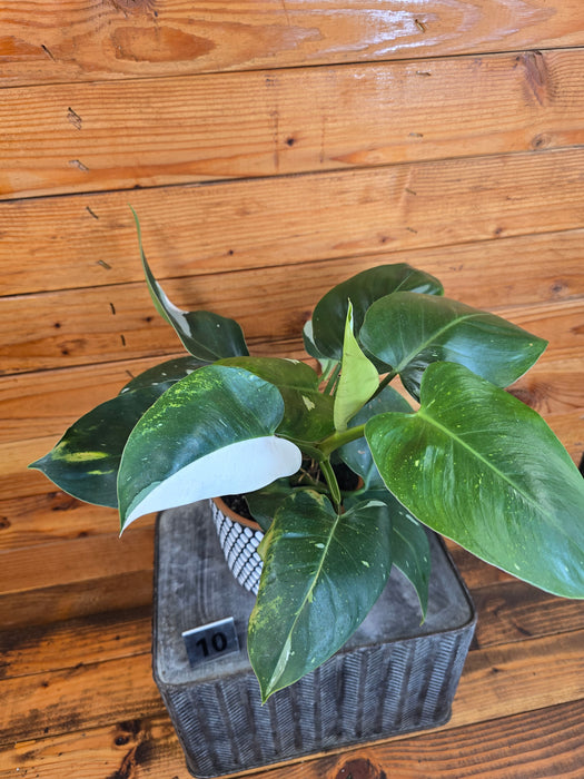 Philodendron White Wizard - Pick Your Plant, 6" Plant