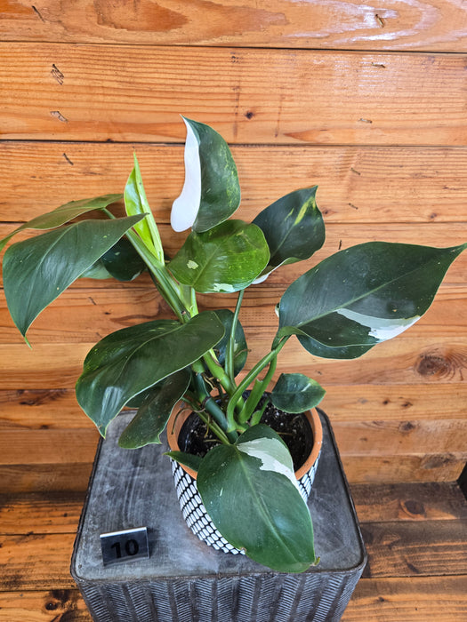 Philodendron White Wizard - Pick Your Plant, 6" Plant