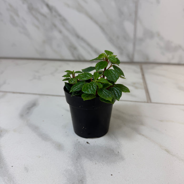 Peperomia Little Pixie, 2" Plant