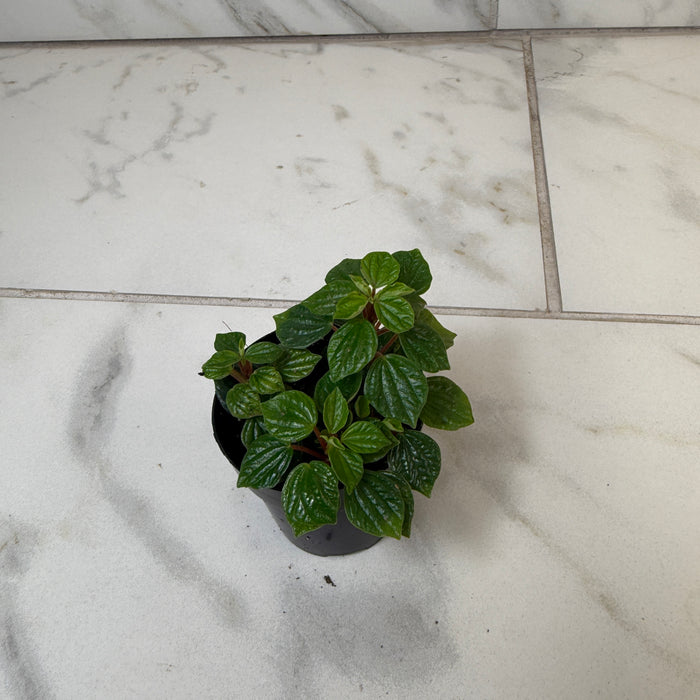 Peperomia Little Pixie, 2" Plant
