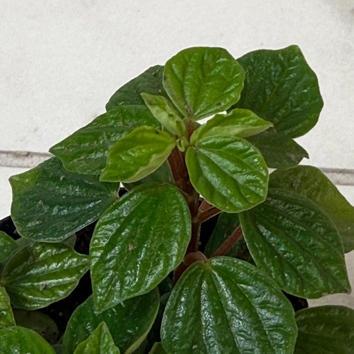 Peperomia Little Pixie, 2" Plant